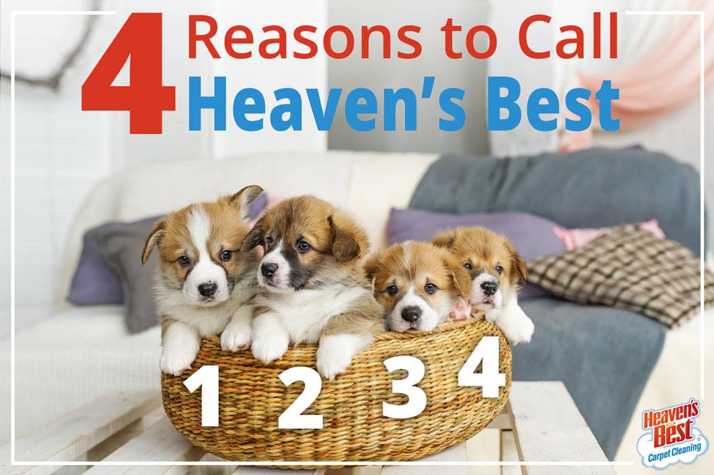Professional Carpet Cleaning Services in Helena AL